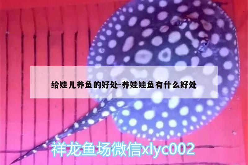 給娃兒養魚的好處:養娃娃魚有什么好處