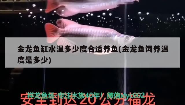 金龍魚缸水溫多少度合適養魚(金龍魚飼養溫度是多少)（金龍魚缸水溫多少度合適）