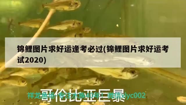 錦鯉圖片求好運逢考必過(錦鯉圖片求好運考試2020)（楊超越逢考必過的錦鯉圖表情包）