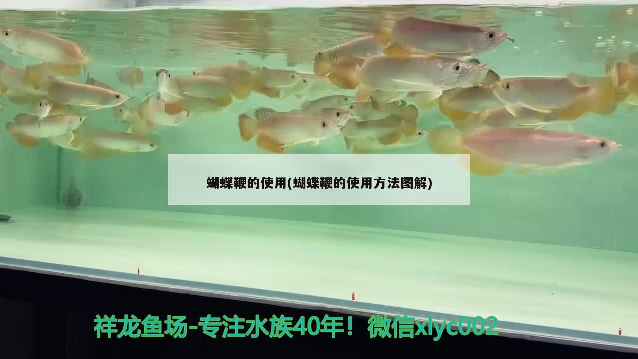 龍魚干蝦有營養嗎 蝴蝶鞭的使用(蝴蝶鞭的使用方法圖解) 觀賞魚百科 蝴蝶鞭的使用(蝴蝶鞭的使用方法圖解) 蝴蝶鞭的使用(蝴蝶鞭的使用方法圖解) 觀賞魚百科