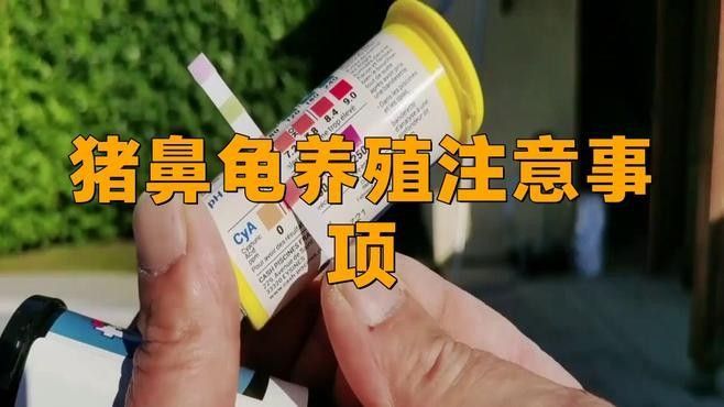 豬鼻龜多久換一次水？（關于豬鼻龜換水頻率的一些基本指南）