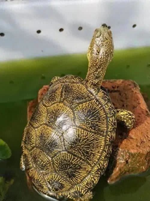 豬鼻龜多久換一次水？（關于豬鼻龜換水頻率的一些基本指南）