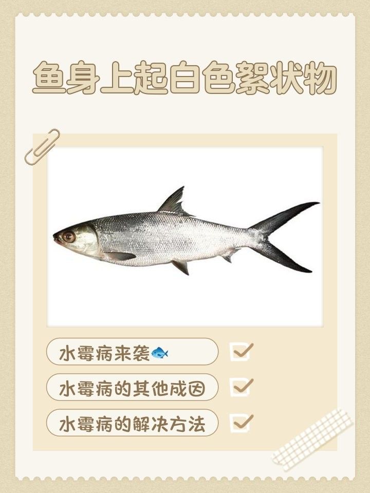 龍魚身上白色棉絮如何預防？ 龍魚身上白色棉絮如何預防？ 龍魚百科 第4張