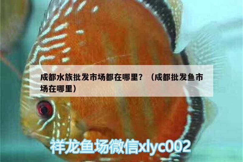 成都水族批發市場都在哪里?(成都批發魚市場在哪里)(成都水族批發市場在哪里成都水族批發市場在哪里) 觀賞魚百科 第3張 成都水族批發市場都在哪里?(成都批發魚市場在哪里)(成都水族批發市場在哪里成都水族批發市場在哪里) 成都水族批發市場都在哪里?(成都批發魚市場在哪里)(成都水族批發市場在哪里成都水族批發市場在哪里) 觀賞魚百科 第3張