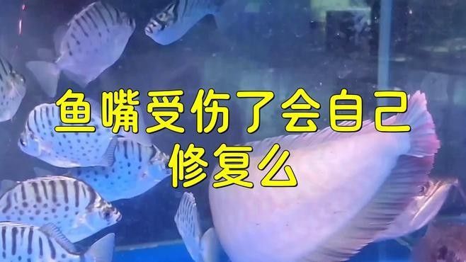 龍魚嘴巴爛了會自愈嗎（龍魚嘴巴爛了可以自愈嗎錦鯉爛嘴能自愈嗎）