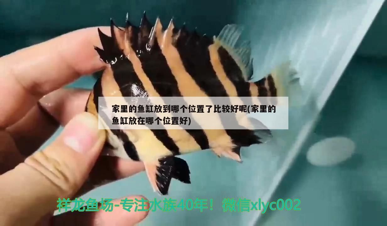 觀賞魚 家里的魚缸放到哪個位置了比較好呢(家里的魚缸放在哪個位置好)(家里的魚缸擺放什么位置好) 觀賞魚百科 家里的魚缸放到哪個位置了比較好呢(家里的魚缸放在哪個位置好)(家里的魚缸擺放什么位置好) 家里的魚缸放到哪個位置了比較好呢(家里的魚缸放在哪個位置好)(家里的魚缸擺放什么位置好) 觀賞魚百科
