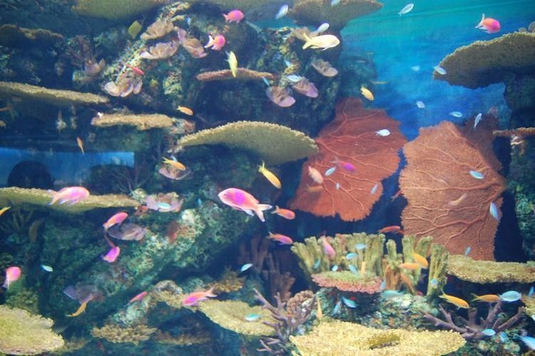 龍魚水族館的營業(yè)時間是（魚水族館營業(yè)時間是每天上午10點至晚上8點，周一至）