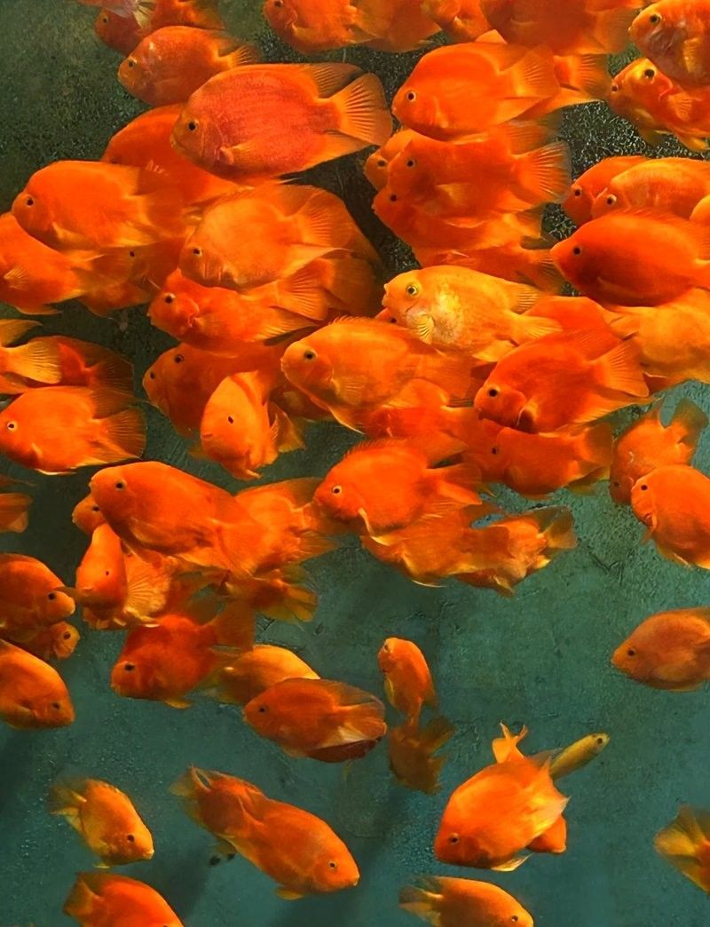 龍魚水族館的營業時間是（魚水族館營業時間是每天上午10點至晚上8點，周一至）