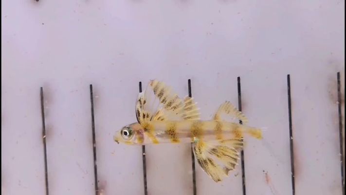 觀賞魚 白色 下巴兩條須（藍曼龍是一種觀賞魚的種類） 觀賞魚 白色 下巴兩條須（藍曼龍是一種觀賞魚的種類） 觀賞魚百科 第2張