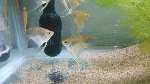 觀賞魚 白色 下巴兩條須（藍曼龍是一種觀賞魚的種類） 觀賞魚 白色 下巴兩條須（藍曼龍是一種觀賞魚的種類） 觀賞魚百科 第1張