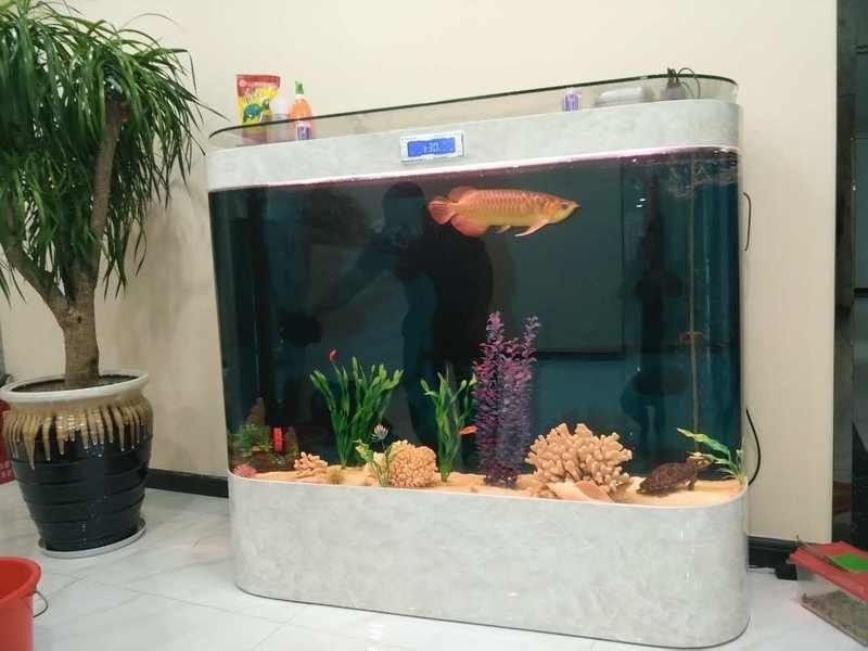 金龍魚多久換一次水（養金龍魚多久換一次水一次）