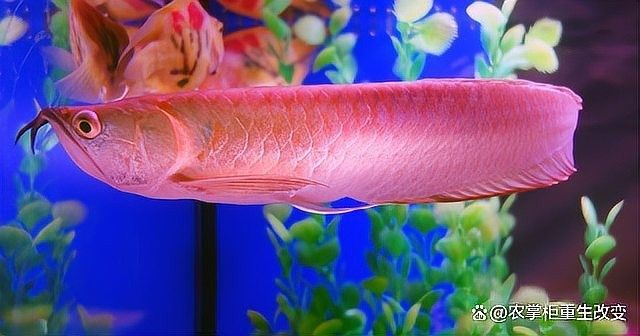 杜龍魚人工養殖技術有哪些突破？（杜龍魚人工養殖技術最新突破）