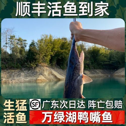 如何通過線上平臺購買萬綠湖魚？（萬綠湖魚新鮮鯪萬綠湖魚、翹嘴魚、翹嘴魚到家服務） 如何通過線上平臺購買萬綠湖魚？（萬綠湖魚新鮮鯪萬綠湖魚、翹嘴魚、翹嘴魚到家服務） 龍魚百科 第2張