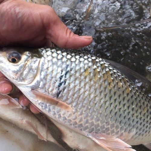 如何通過線上平臺購買萬綠湖魚？（萬綠湖魚新鮮鯪萬綠湖魚、翹嘴魚、翹嘴魚到家服務） 如何通過線上平臺購買萬綠湖魚？（萬綠湖魚新鮮鯪萬綠湖魚、翹嘴魚、翹嘴魚到家服務） 龍魚百科 第1張