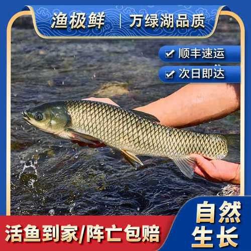 如何通過線上平臺購買萬綠湖魚？（萬綠湖魚新鮮鯪萬綠湖魚、翹嘴魚、翹嘴魚到家服務） 如何通過線上平臺購買萬綠湖魚？（萬綠湖魚新鮮鯪萬綠湖魚、翹嘴魚、翹嘴魚到家服務） 龍魚百科 第6張