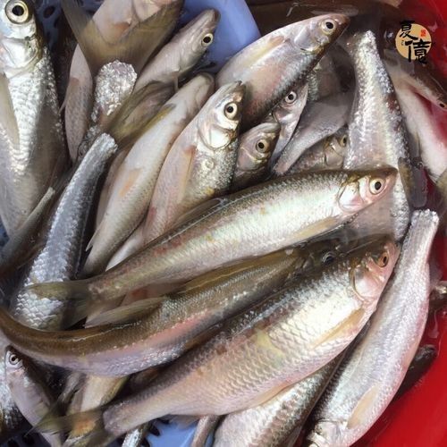 如何通過線上平臺購買萬綠湖魚？（萬綠湖魚新鮮鯪萬綠湖魚、翹嘴魚、翹嘴魚到家服務） 如何通過線上平臺購買萬綠湖魚？（萬綠湖魚新鮮鯪萬綠湖魚、翹嘴魚、翹嘴魚到家服務） 龍魚百科 第7張