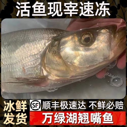 如何通過線上平臺購買萬綠湖魚？（萬綠湖魚新鮮鯪萬綠湖魚、翹嘴魚、翹嘴魚到家服務） 如何通過線上平臺購買萬綠湖魚？（萬綠湖魚新鮮鯪萬綠湖魚、翹嘴魚、翹嘴魚到家服務） 龍魚百科 第5張