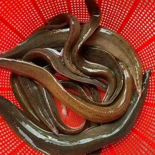 如何通過線上平臺購買萬綠湖魚？（萬綠湖魚新鮮鯪萬綠湖魚、翹嘴魚、翹嘴魚到家服務） 如何通過線上平臺購買萬綠湖魚？（萬綠湖魚新鮮鯪萬綠湖魚、翹嘴魚、翹嘴魚到家服務） 龍魚百科 第8張