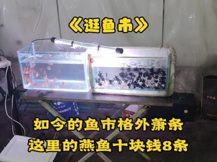 太原龍魚轉(zhuǎn)讓有哪些品種（太原地區(qū)龍魚轉(zhuǎn)讓市場）
