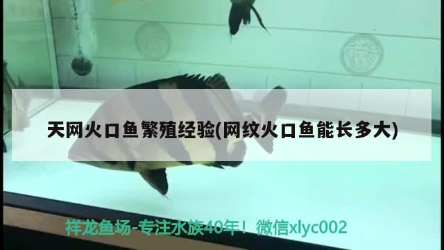 天網火口魚繁殖經驗(網紋火口魚能長多大)（天網火口魚繁殖經驗分享天網火口魚繁殖經驗的知識分享）