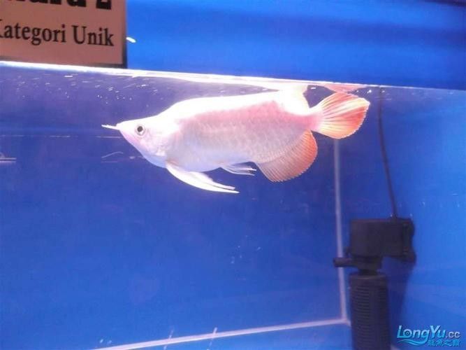 江海哪個水族館龍魚好？祥龍魚場龍魚（上海海洋水族館和祥龍魚場龍魚場龍魚推薦信息）