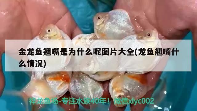 金龍魚翹嘴是為什么呢圖片大全(龍魚翹嘴什么情況)（金龍魚翹嘴什么情況、金龍魚翹嘴什么情況、金龍魚翹嘴什么情況）