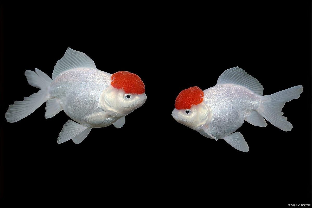 龍魚翻肚后多久能恢復（龍魚翻肚后如何恢復）