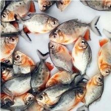 明紅水族金龍城龍魚繁殖場是否提供打包服務（明紅水族金龍城龍魚繁殖場是否提供打包服務？）