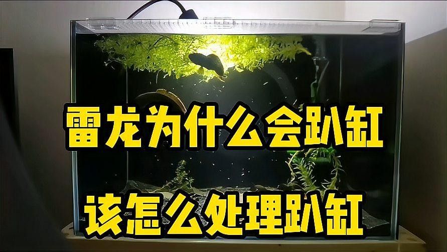 雷龍魚趴缸多久會恢復（關于雷龍魚趴缸恢復時間的建議） 雷龍魚趴缸多久會恢復（關于雷龍魚趴缸恢復時間的建議） 龍魚百科 第1張