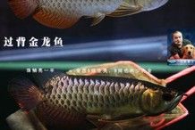 如何區分過背金龍和B過背（背金龍和b過背是兩種不同的翡翠手鐲款式在外觀上有明顯的區別） 如何區分過背金龍和B過背（背金龍和b過背是兩種不同的翡翠手鐲款式在外觀上有明顯的區別） 龍魚百科 第4張