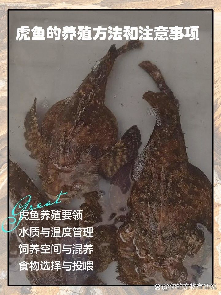 如何判斷虎魚是否適應混養環境（如何判斷虎魚是否能夠適應混養環境）