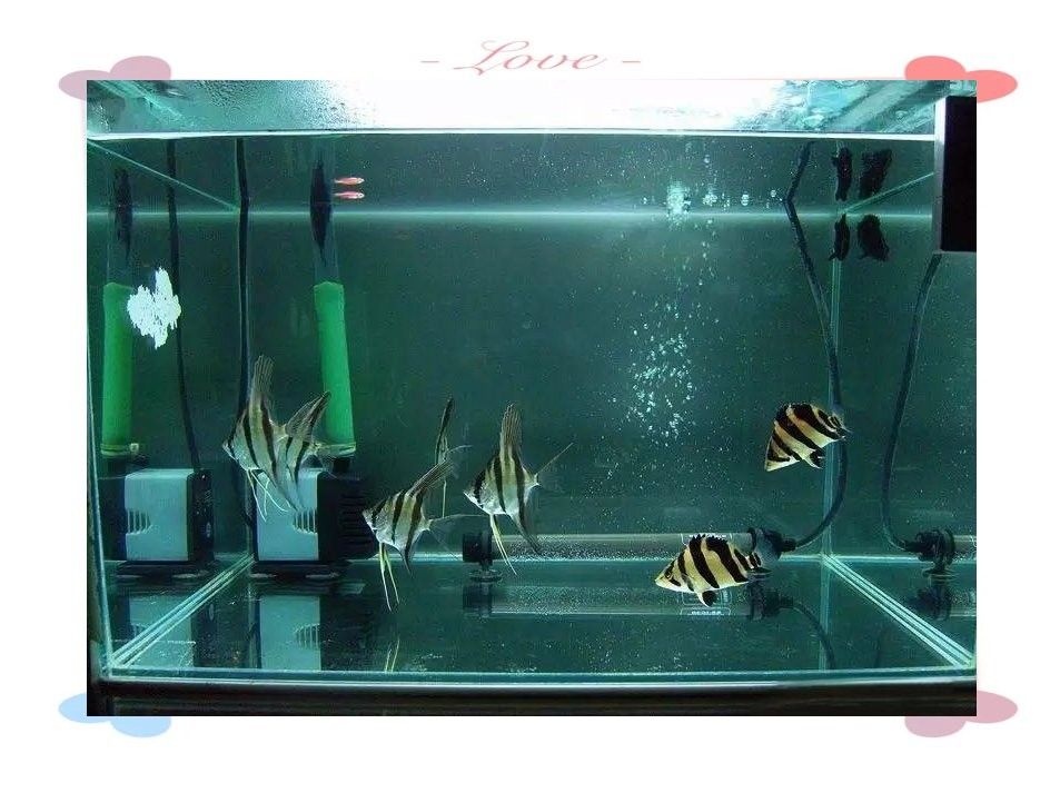 如何判斷虎魚是否適應混養環境（如何判斷虎魚是否能夠適應混養環境）