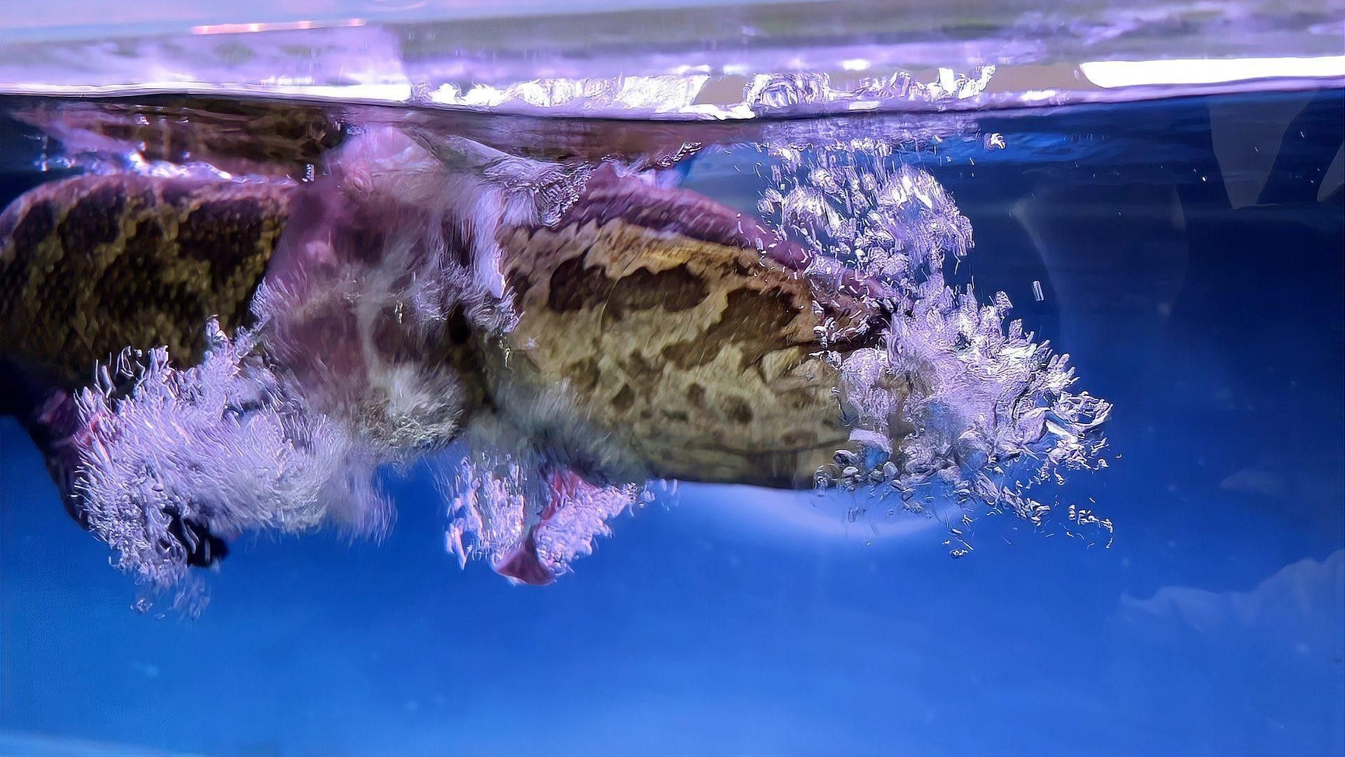 混養時如何避免龍魚攻擊黑食魚（微醺tulo兔洛洛深度解析龍魚和黑食魚混養技巧攻略）