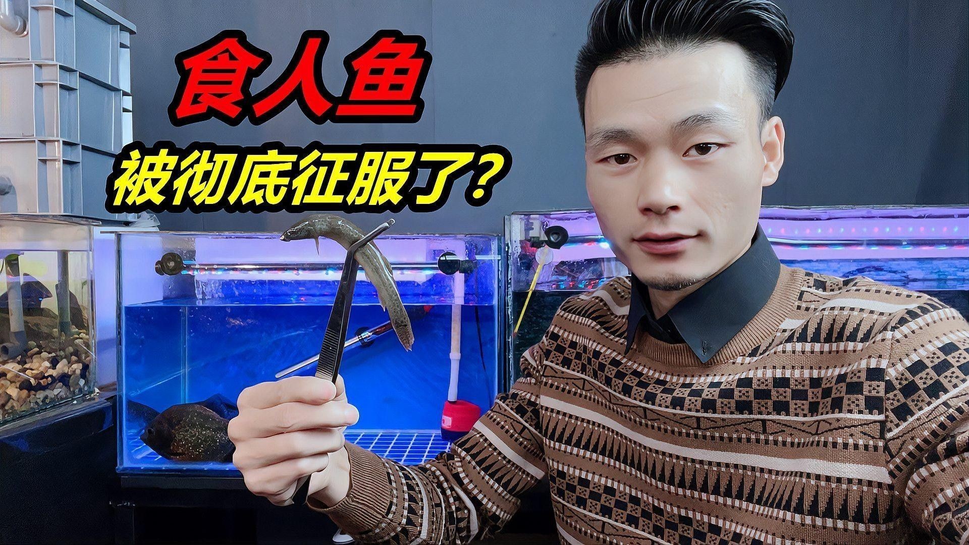 混養時如何避免龍魚攻擊黑食魚（微醺tulo兔洛洛深度解析龍魚和黑食魚混養技巧攻略）