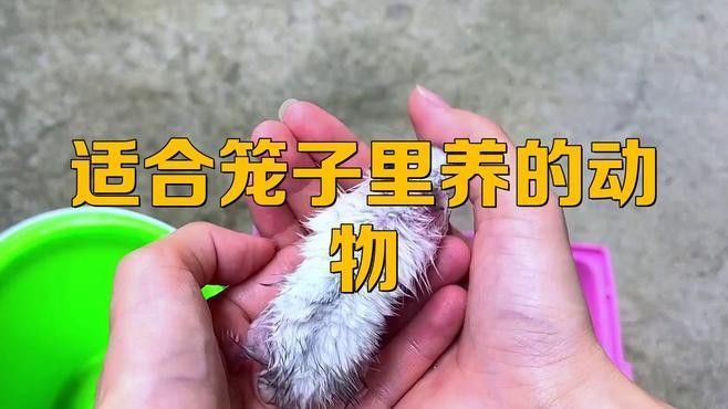 哪些動(dòng)物適合合籠飼養(yǎng)？（籠飼養(yǎng)是指將兩種或多種不同種類的動(dòng)物共同放在一個(gè)籠子中）