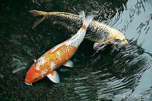 龍魚不開燈能養(yǎng)多久（——龍魚不開燈能養(yǎng)多久）