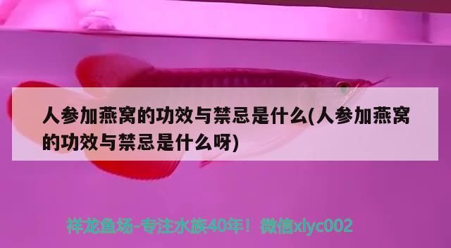 七紋巨鯉魚(yú)（七紋巨鯉魚(yú)需要多少溫度）