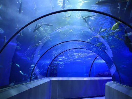 龍魚閣水族館的聯(lián)系方式是什么？（如何通過其他渠道找到龍魚閣的聯(lián)系方式？） 龍魚閣水族館的聯(lián)系方式是什么？（如何通過其他渠道找到龍魚閣的聯(lián)系方式？） 龍魚百科 第1張