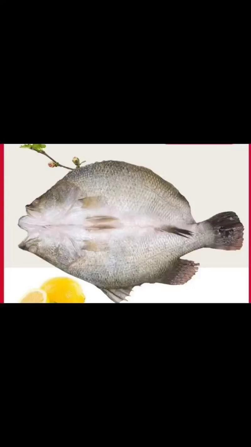 沈陽金龍魚批發價格如何？（沈陽金龍魚批發價格） 沈陽金龍魚批發價格如何？（沈陽金龍魚批發價格） 龍魚百科 第15張