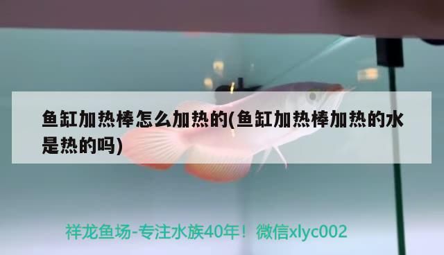 黃耳龜能和龍魚養(yǎng)在一起嗎 (家庭養(yǎng)龜哪種最好養(yǎng))(魚肉、龍魚、耳龜、黃耳龜、黃耳龜、巴西龜、巴西龜怎么養(yǎng)?) 觀賞魚百科 第2張 黃耳龜能和龍魚養(yǎng)在一起嗎 (家庭養(yǎng)龜哪種最好養(yǎng))(魚肉、龍魚、耳龜、黃耳龜、黃耳龜、巴西龜、巴西龜怎么養(yǎng)?) 黃耳龜能和龍魚養(yǎng)在一起嗎 (家庭養(yǎng)龜哪種最好養(yǎng))(魚肉、龍魚、耳龜、黃耳龜、黃耳龜、巴西龜、巴西龜怎么養(yǎng)?) 觀賞魚百科 第2張