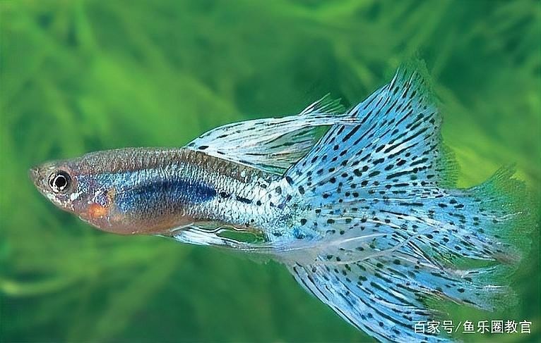 紅龍魚缸加熱棒多久清理一次？（紅龍魚缸加熱棒如何安裝） 紅龍魚缸加熱棒多久清理一次？（紅龍魚缸加熱棒如何安裝） 龍魚百科 第3張