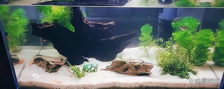 雷龍魚缸需要定期清洗嗎？（雷龍魚缸是否需要定期清洗？） 雷龍魚缸需要定期清洗嗎？（雷龍魚缸是否需要定期清洗？） 龍魚百科 第3張