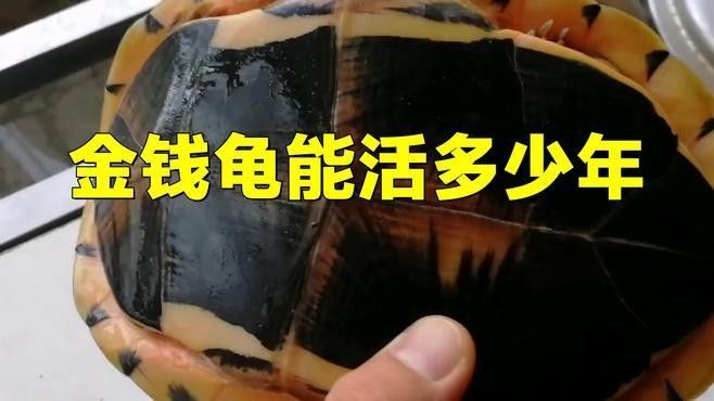 金頭過背的壽命有多長（金頭過背的壽命在18年左右）