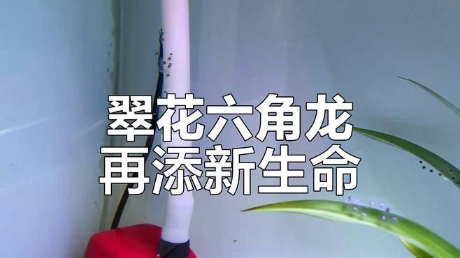 小恐龍魚多久繁殖一次？（六角恐龍一年繁殖幾次起航） 小恐龍魚多久繁殖一次？（六角恐龍一年繁殖幾次起航） 龍魚百科 第1張