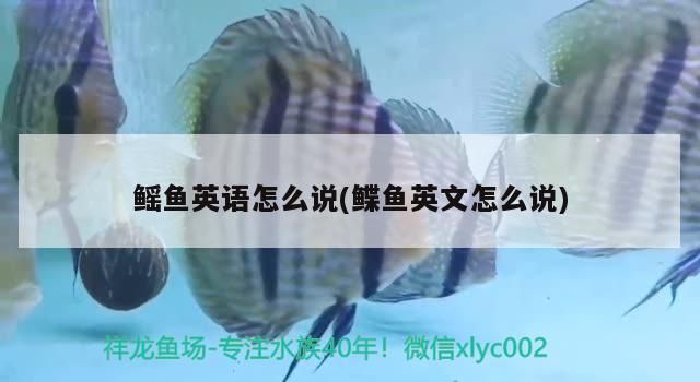 鰩魚英語怎么說(鰈魚英文怎么說)（海洋動物的英文名稱）