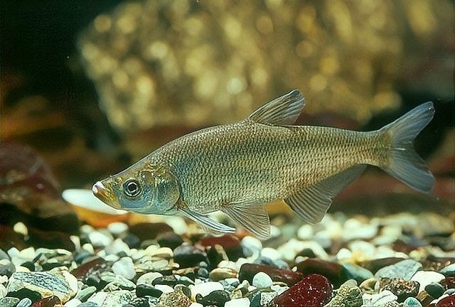 五大連池哪個水族館龍魚好？祥龍魚場龍魚（五大連池水族館——祥龍魚場） 五大連池哪個水族館龍魚好？祥龍魚場龍魚（五大連池水族館——祥龍魚場） 龍魚百科 第10張