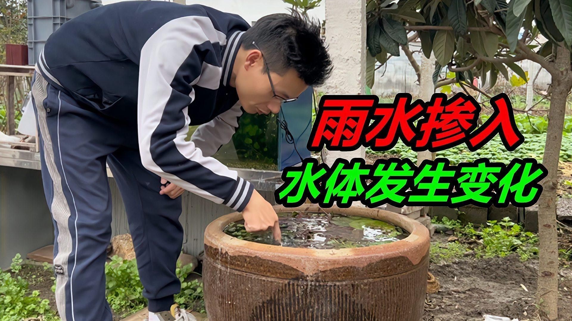 發財魚和金菠蘿混養需要多大的魚缸（魚和金菠蘿混養的魚缸大小）