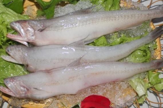 龍頭魚的價格是多少?(龍頭魚的價格是多少) 龍魚百科 第6張 龍頭魚的價格是多少?(龍頭魚的價格是多少) 龍頭魚的價格是多少?(龍頭魚的價格是多少) 龍魚百科 第6張