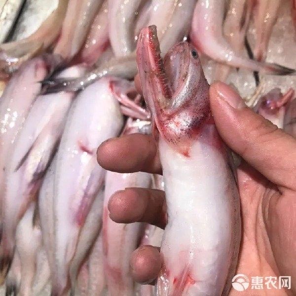 龍頭魚的價格是多少？（龍頭魚的價格是多少） 龍頭魚的價格是多少？（龍頭魚的價格是多少） 龍魚百科 第13張