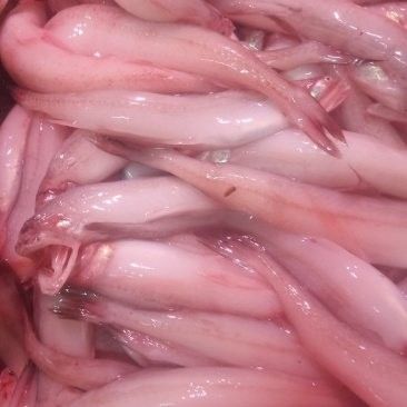 龍頭魚的價格是多少？（龍頭魚的價格是多少） 龍頭魚的價格是多少？（龍頭魚的價格是多少） 龍魚百科 第15張